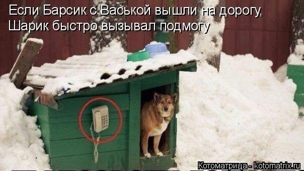 Котоматрицы, новые приколы