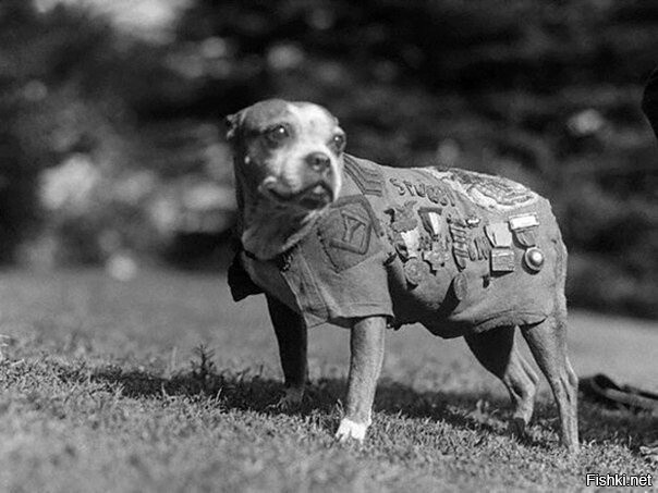 Пёс по кличке Стабби — боевая собака, участвовавшая в Первой мировой войне, п...