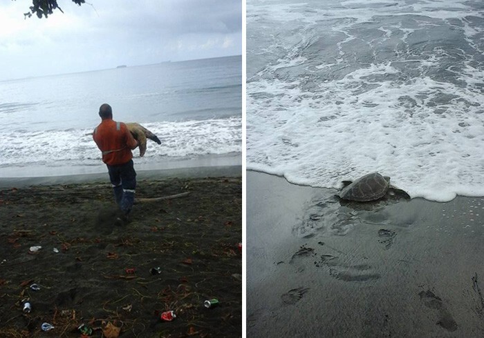 Мужчина покупает черепах на продовольственном рынке и отпускает их обратно в море