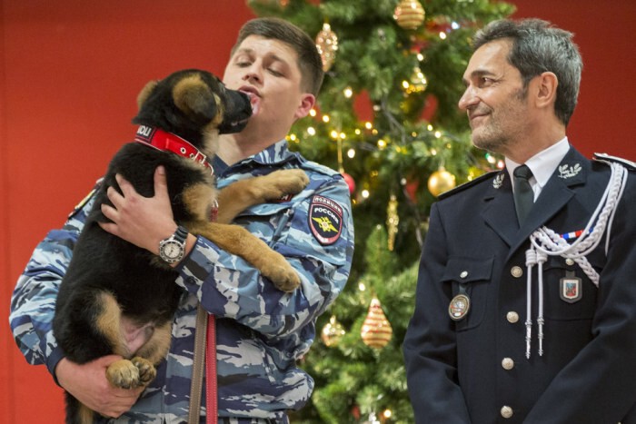 Очаровательный щенок Добрыня, подаренный российскими полицейскими французским коллегам