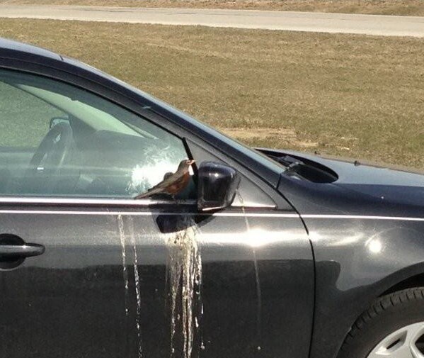 Эта птица ждет этот автомобиль на парковке бизнес-центра