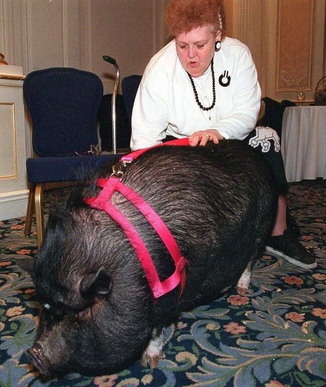 Домашняя свинья Лулу