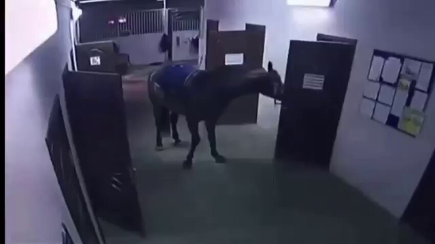 Лошадь запилила дверь 