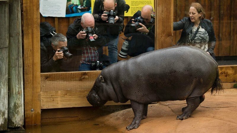  10. Самый маленький бегемот.