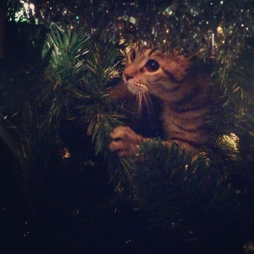 Кот в елке