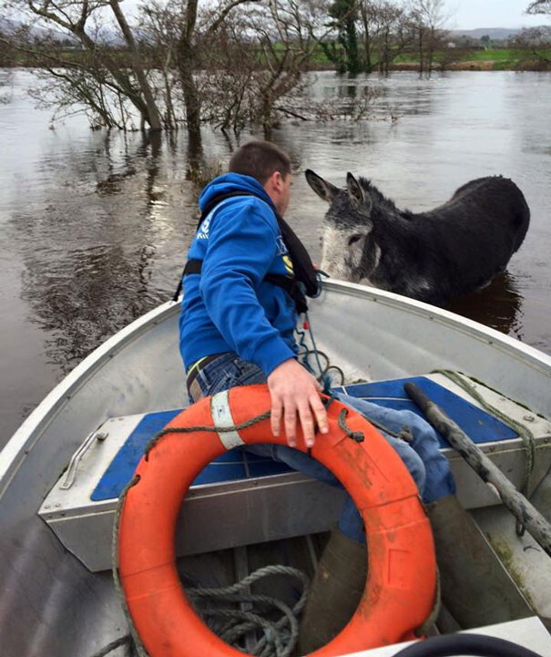 Осёл улыбается во весь рот после того, как его спасли во время наводнения в Ирландии