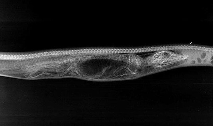Видео как питон поймал крокодила + рентгеновские снимки процесса переваривания за 7 дней