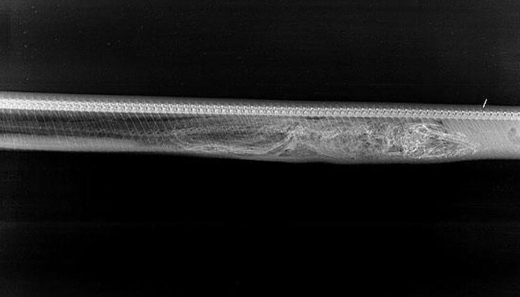 Видео как питон поймал крокодила + рентгеновские снимки процесса переваривания за 7 дней