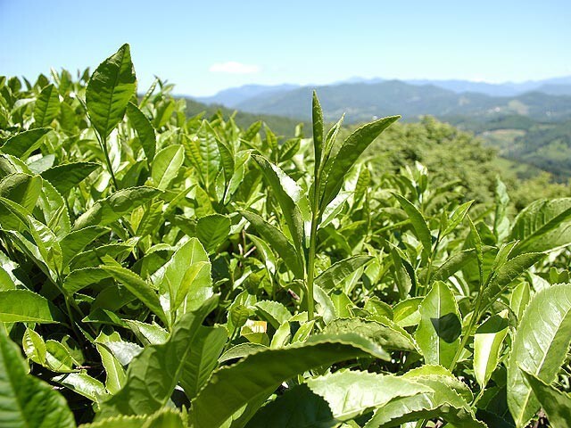 8. Республика Адыгея - Адыгейский чай 