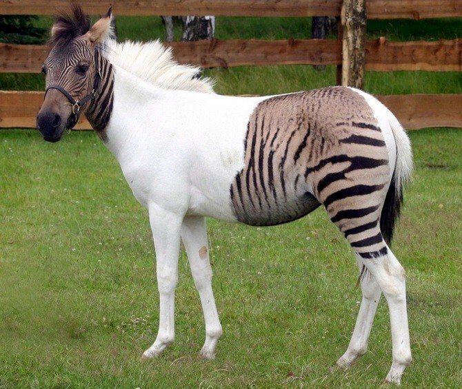 Одна из разновидностей зеброидов — помесь зебры и пони.