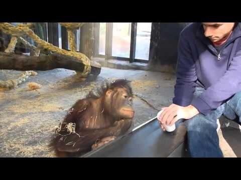 Орангутану показали фокус 