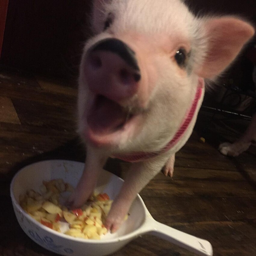 Счастливая свинка