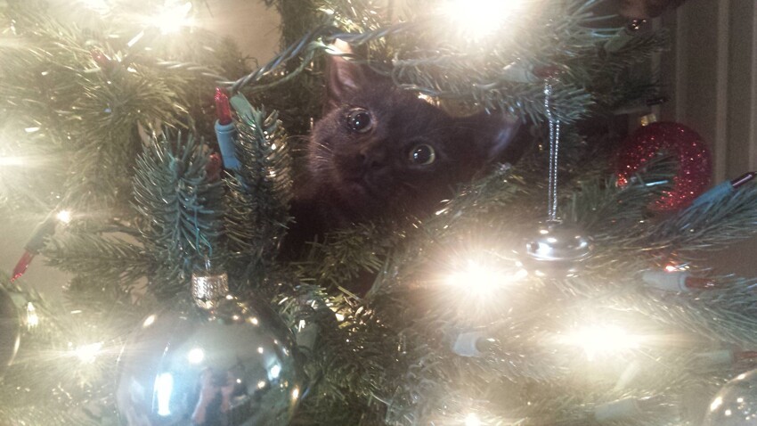 Кот в елке