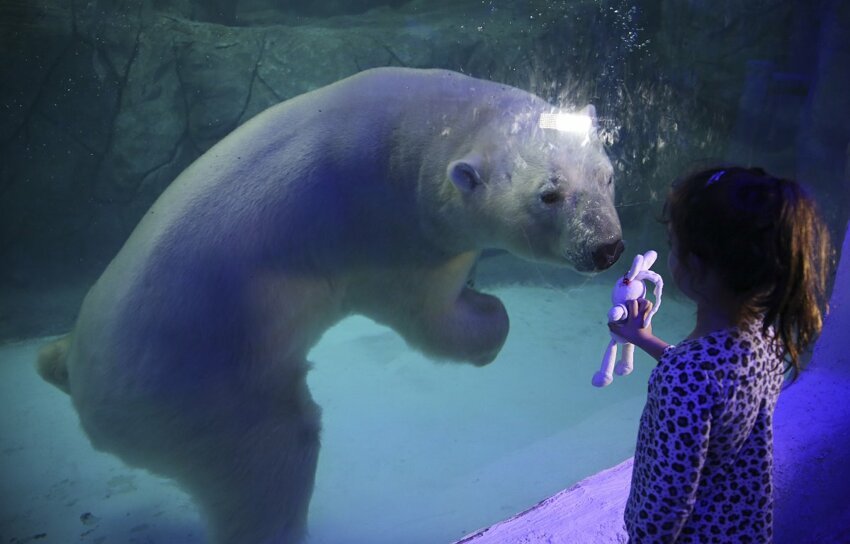 Девочка держит в руках игрушечного кролика перед белым медведем в аквариуме Сан-Паулу в Бразилии