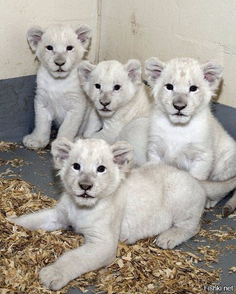 Зоопарк Торонто показал родившихся в сентябре белых львят