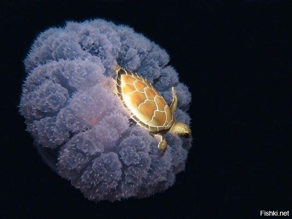 Черепаха верхом на медузе