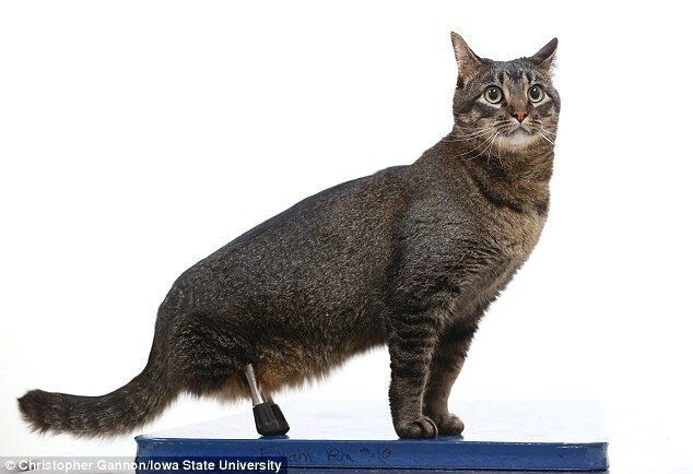 Кот без задних лап получил уникальные 3D-протезы