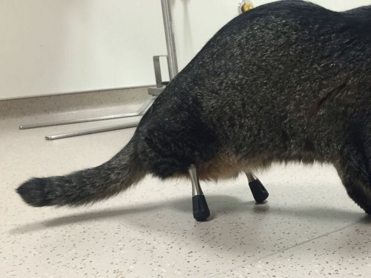 Кот без задних лап получил уникальные 3D-протезы