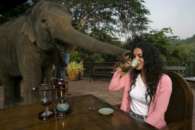 3. Слоны могут взаимодействовать друг с другом, а также проявлять сочувствие