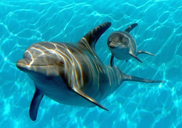 2. Дельфины называют друг друга по именам, каждое из которых является уникальным