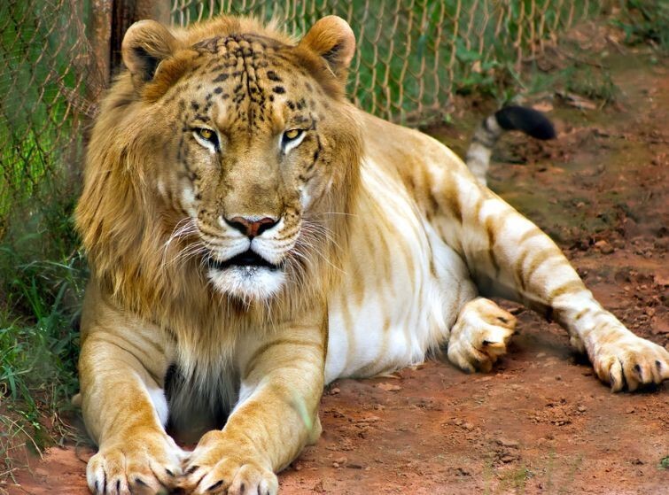 2. Tigon (самец тигр + самка лев)
