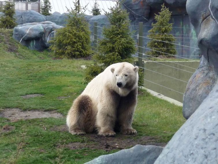 5. Grolar (полярный медведь + гризли)