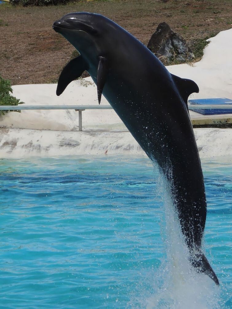 8. Wholphin (самец малая чёрная косатка + самка дельфина из рода Афалины)