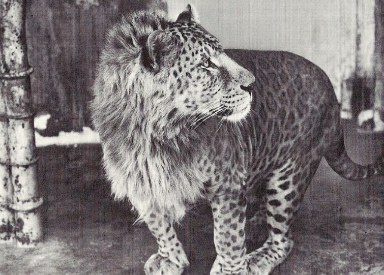 13. Leopon (самец леопард + самка лев)