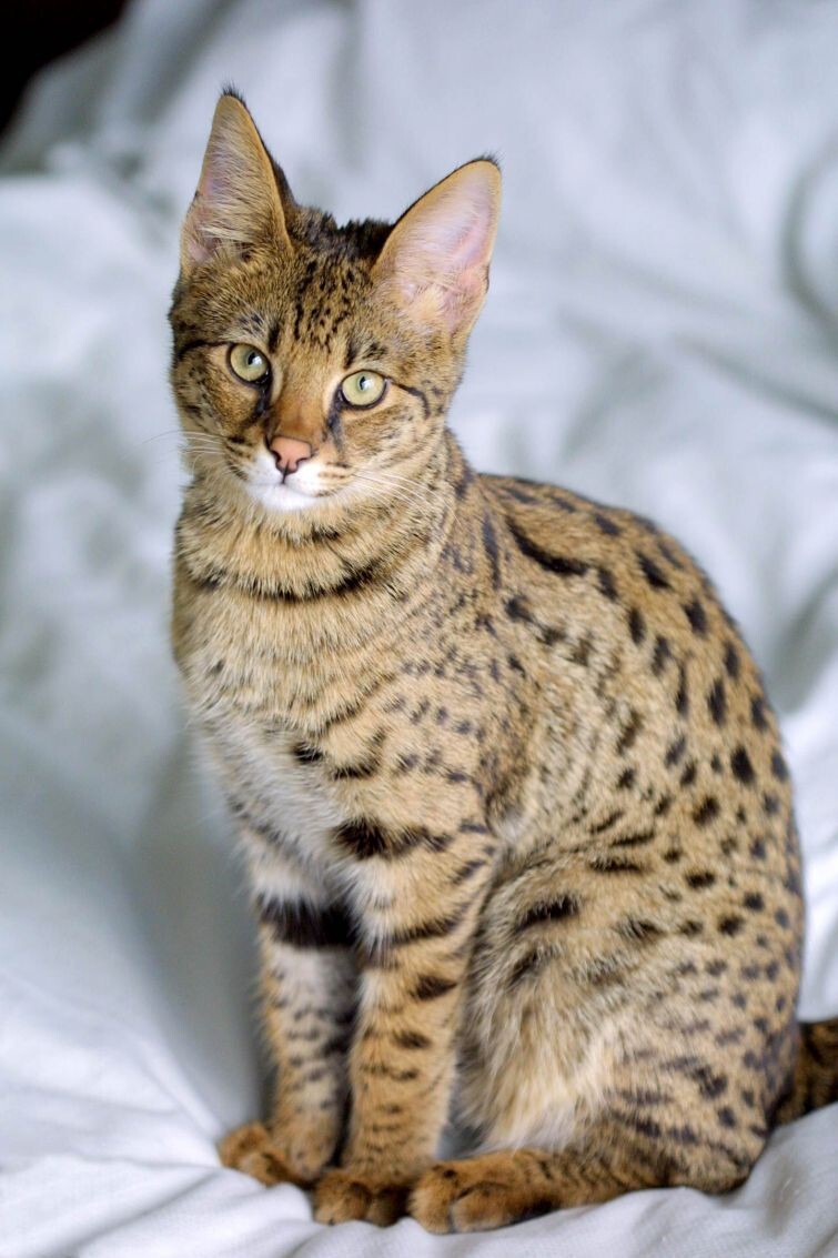 17. Savannah Cat ( домашняя кошка + африканский сервал)