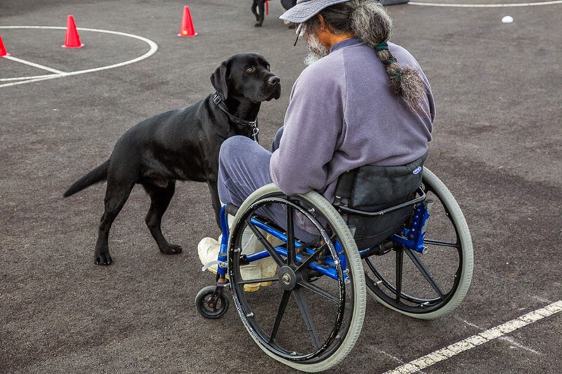 Собаки-помощники для людей с ограниченными возможностями