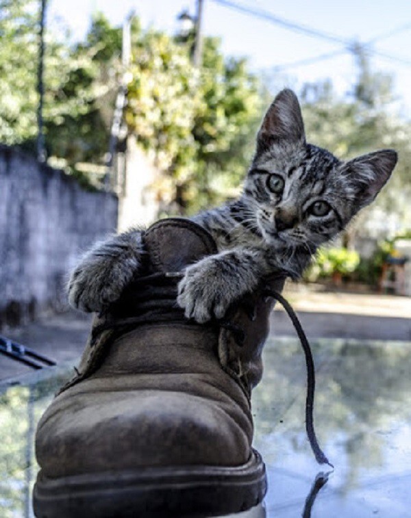 Кот в сапогах. Фотограф Joaquín Gutiérrez﻿