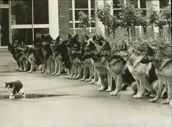 Кот и тренированные немецкие овчарки - финальный экзамен для служебных собак полиции. ФРГ, 1987 год