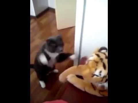 Кот ненавидит этого тигра  