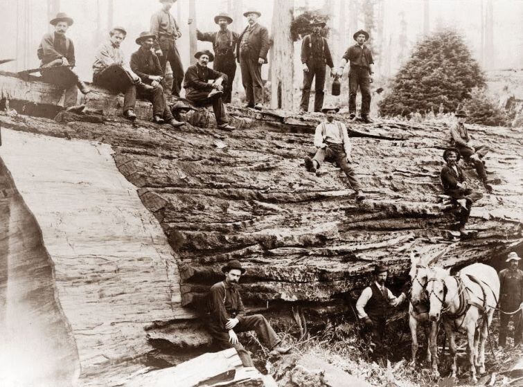 Группа лесорубов, только что срубивших огромную Секвойю. Калифорния, 1905 год