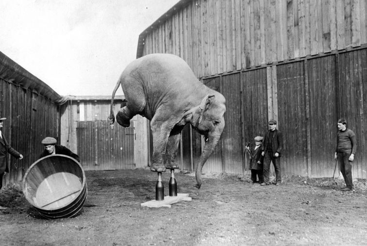 Цирковой слон балансирует на передних ногах. 1920 год