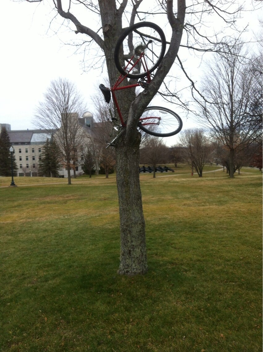 Велосипед на дереве
