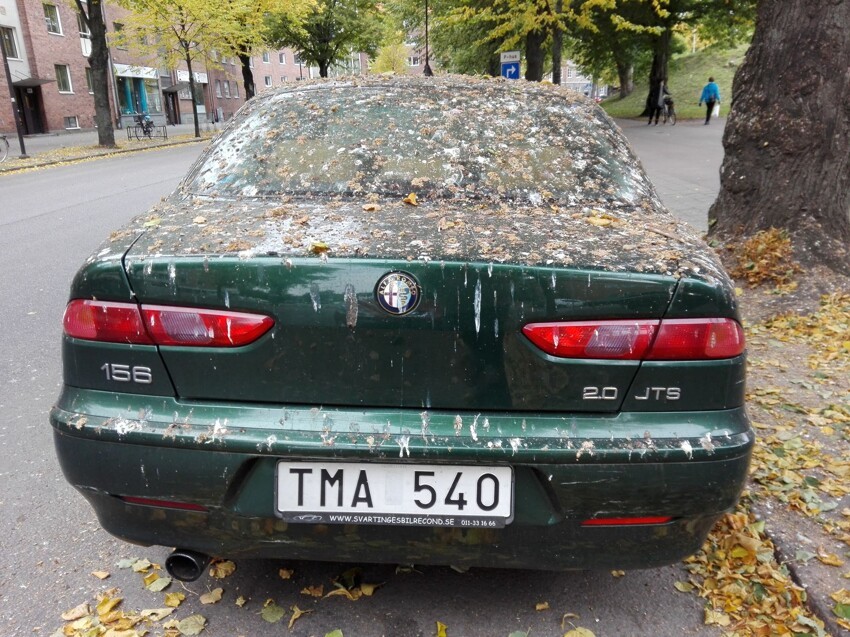 Шведские пернатые не любят итальянский автопром