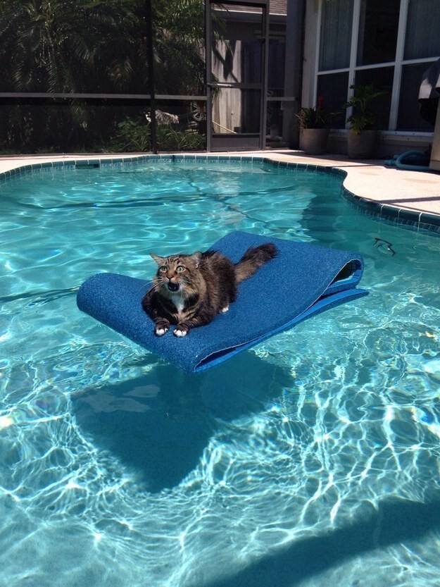 Этот кот только что понял, что он застрял в середине бассейна