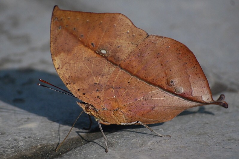 10 самых странных насекомых планеты
