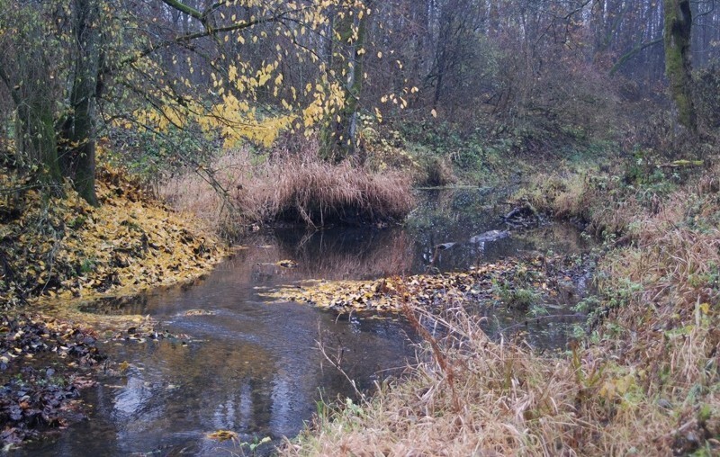 Вот так выглядит микроречка поздней осенью в Калининградской области.