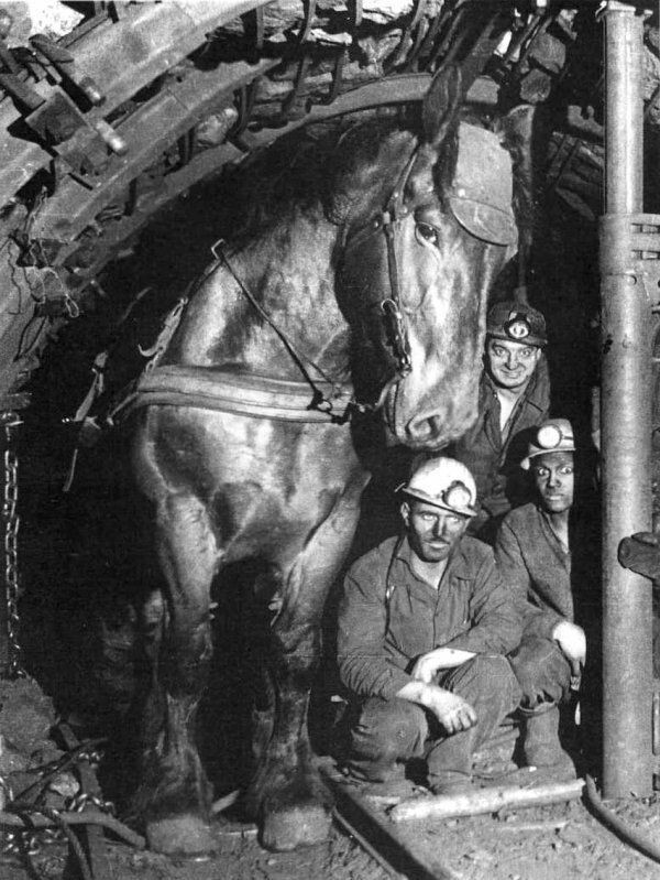 Шахтёры и их рабочая лошадь в забое. Франция, 1970 год