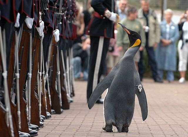 Сэр Нильс Улаф — королевский пингвин, являющийся талисманом норвежской королевской гвардии. Носит звание полковник, в 2008 году посвящён в рыцари