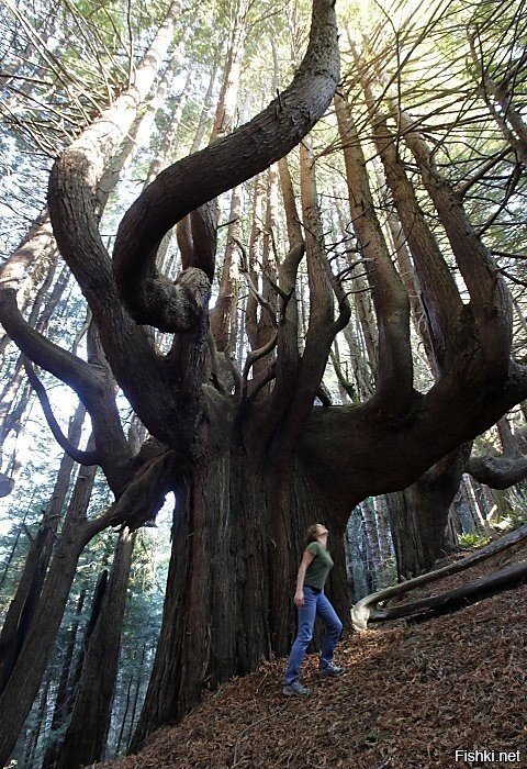 500-летняя секвойя в национальном парке Калифорнии