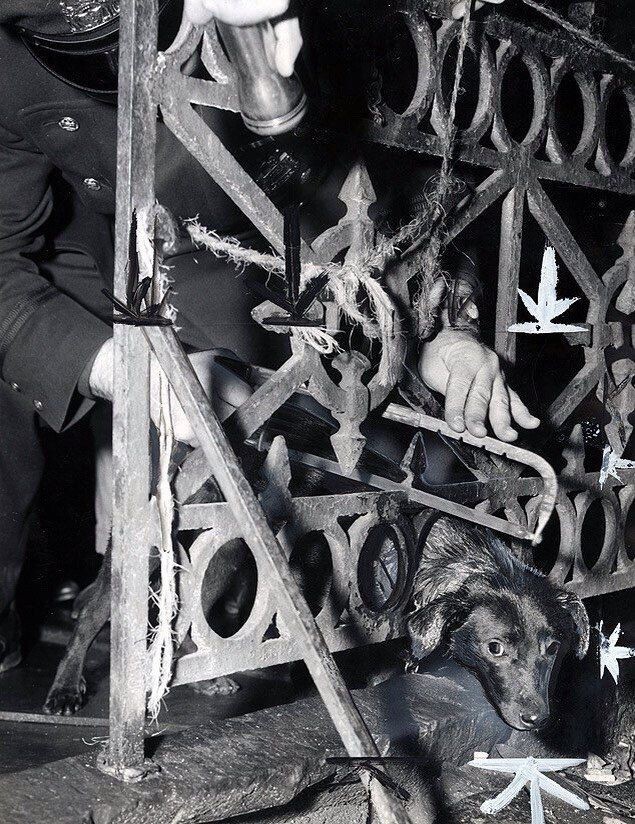 Полицейский спасает бродячую собаку, застрявшую в железном заборе. США, Нью-Йорк, 27 января 1958 года
