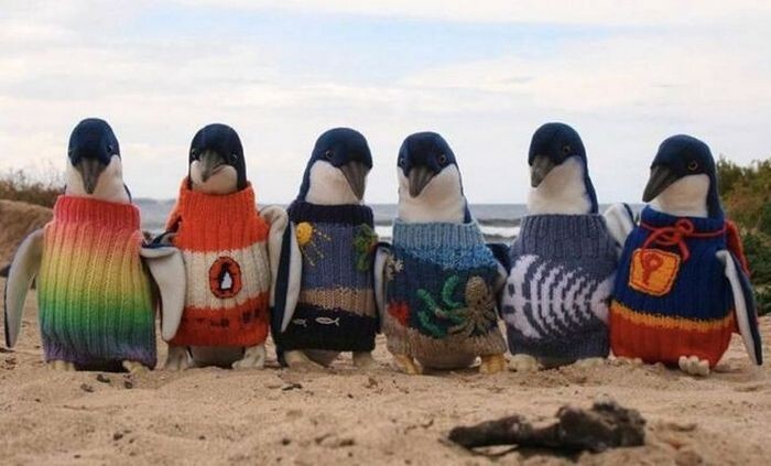 Пингвины в связанных для них свитерах