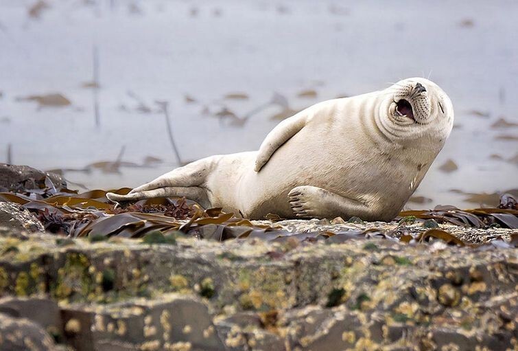 Wildlife Photography Awards 2015 - фотоконкурс самых смешных фотографий из мира животных