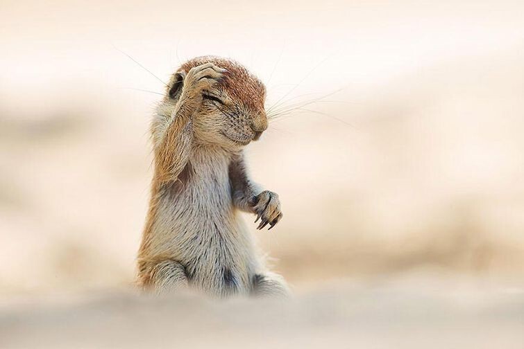 Wildlife Photography Awards 2015 - фотоконкурс самых смешных фотографий из мира животных