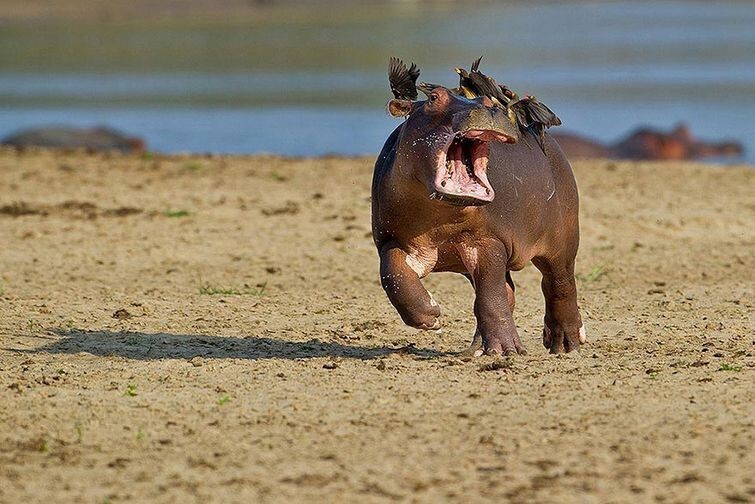 Wildlife Photography Awards 2015 - фотоконкурс самых смешных фотографий из мира животных