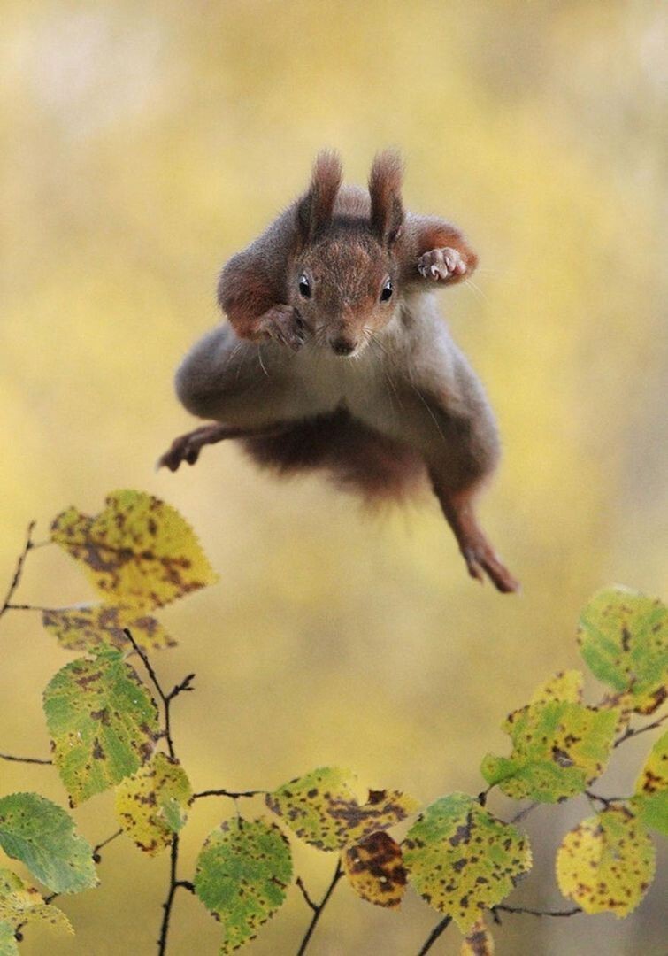 Wildlife Photography Awards 2015 - фотоконкурс самых смешных фотографий из мира животных