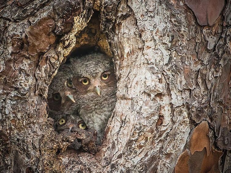 Wildlife Photography Awards 2015 - фотоконкурс самых смешных фотографий из мира животных